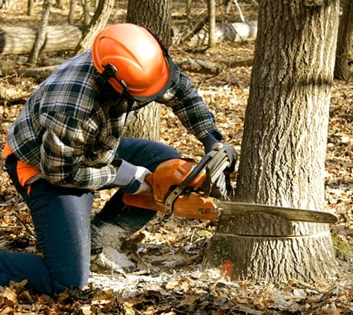 Tree Removal in Danby, VT